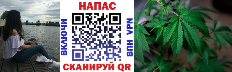 Канабис сатива Болгар